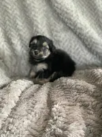 Boba, a male Shihpoo for sale in Cisco, TX – 1 of 4