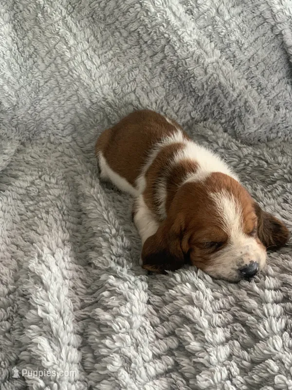 Lucy – Basset Hound puppy for sale in Cisco, TX