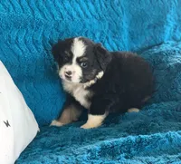 Jersey, a male Toy Australian Shepherd for sale in Cisco, TX – 1 of 3