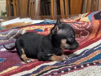 Banjo, a male Chihuahua for sale in Cisco, TX – 2 of 5