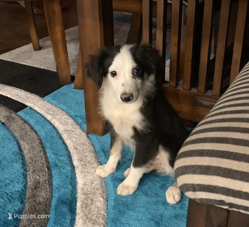 Utah – Toy Australian Shepherd puppy for sale in Cisco, TX