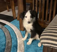 Utah, a male Toy Australian Shepherd for sale in Cisco, TX – 3 of 10