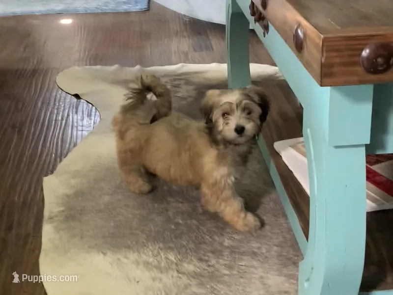 Muffin  – Shihpoo puppy for sale in Cisco, TX