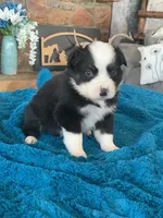 Grace, a female Toy Australian Shepherd for sale in Cisco, TX – Photo 1 of 6