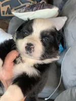 Grace, a female Toy Australian Shepherd for sale in Cisco, TX – Photo 2 of 6