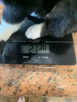 Grace, a female Toy Australian Shepherd for sale in Cisco, TX – Photo 6 of 6