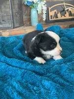 Grace, a female Toy Australian Shepherd for sale in Cisco, TX – Photo 4 of 6