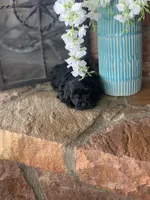 Teddy, a male Shihpoo for sale in Cisco, TX – 7 of 9