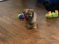 Coco, a male Shihpoo for sale in Cisco, TX – 2 of 10