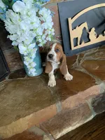 Lucy, a female Basset Hound for sale in Cisco, TX – 2 of 7