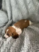 Wilma, a female Basset Hound for sale in Cisco, TX – 3 of 4