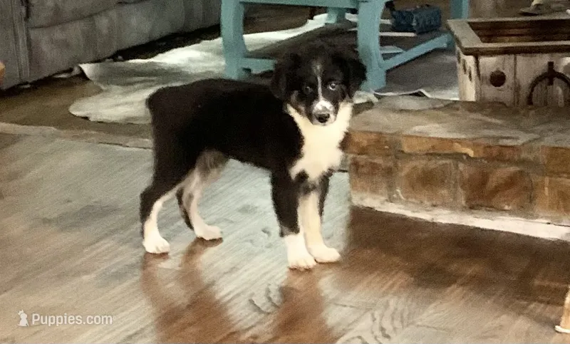 Carolina – Toy Australian Shepherd puppy for sale in Cisco, TX