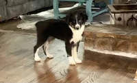Carolina, a female Toy Australian Shepherd for sale in Cisco, TX – 4 of 10