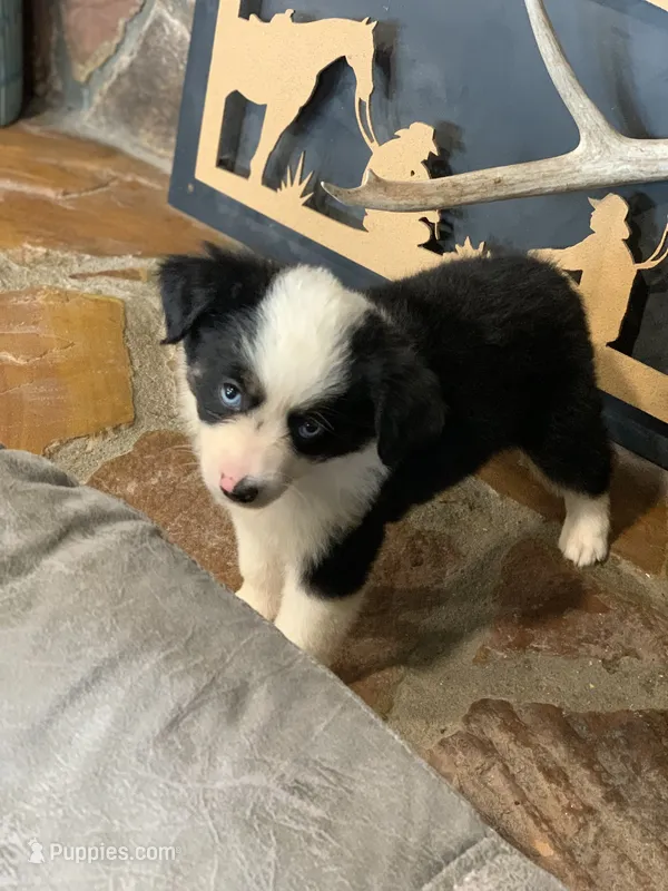Georgia – Toy Australian Shepherd puppy for sale in Cisco, TX