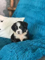 Jersey, a male Toy Australian Shepherd for sale in Cisco, TX – 3 of 3