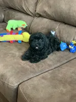 Teddy, a male Shihpoo for sale in Cisco, TX – 3 of 9