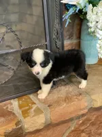 Georgia, a female Toy Australian Shepherd for sale in Cisco, TX – 4 of 8
