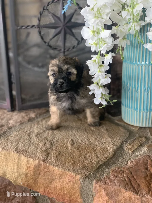 Coco – Shihpoo puppy for sale in Cisco, TX