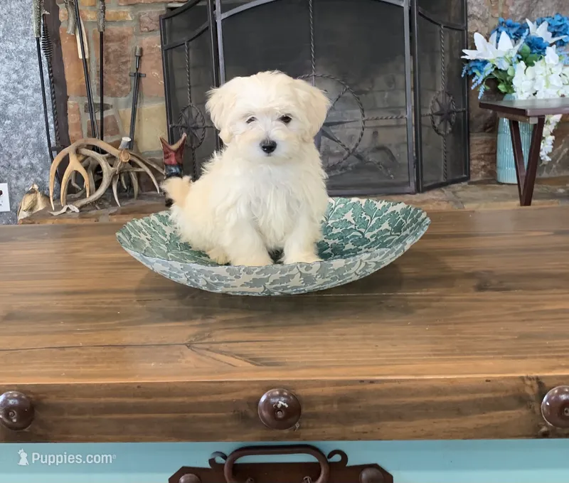Cookie – Shihpoo puppy for sale in Cisco, TX