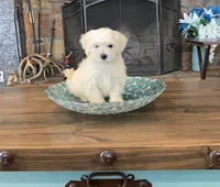 Cookie, a male Shihpoo for sale in Cisco, TX – 5 of 10