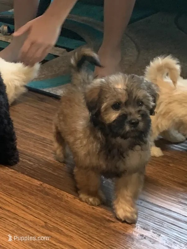 Coco – Shihpoo puppy on hold in Cisco, TX
