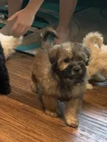 Coco, a male Shihpoo for sale in Cisco, TX – 1 of 10