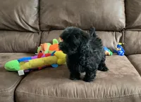Beanie, a male Shihpoo for sale in Cisco, TX – 2 of 10