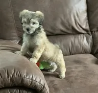 Muffin , a female Shihpoo for sale in Cisco, TX – 3 of 10