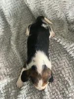 Barb, a female Basset Hound for sale in Cisco, TX – 4 of 4