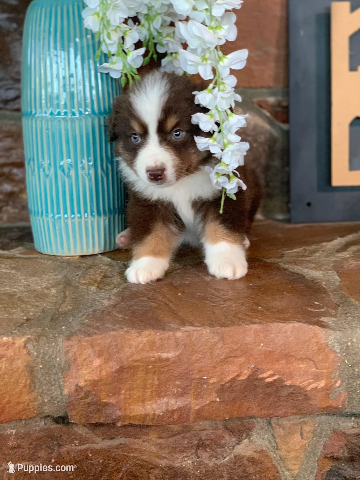 Fletcher – Toy Australian Shepherd puppy for sale in Cisco, TX