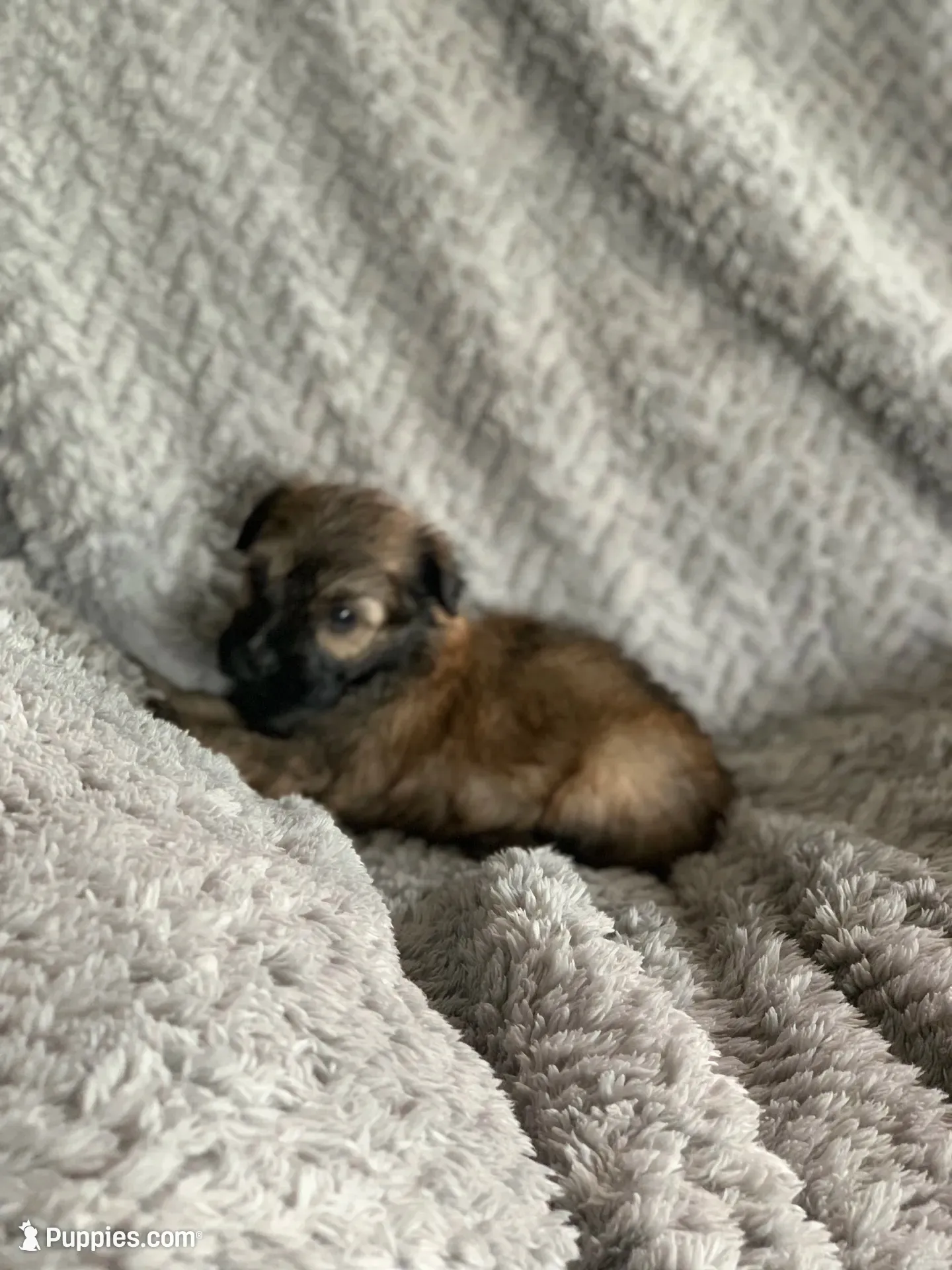 Coco, a male Shihpoo for sale in Cisco, TX – 8 of 10