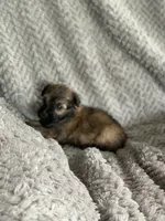 Coco, a male Shihpoo for sale in Cisco, TX – 2 of 4