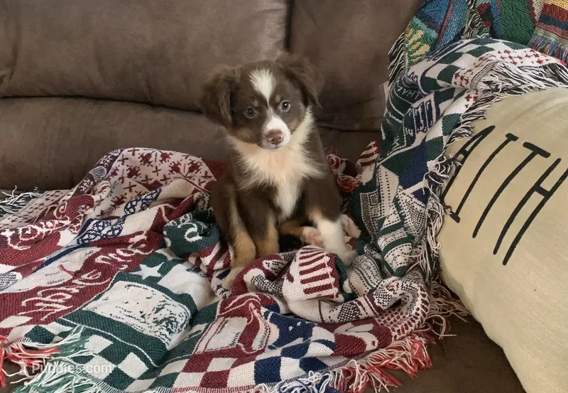Texas – Toy Australian Shepherd puppy for sale in Cisco, TX
