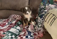 Texas, a male Toy Australian Shepherd for sale in Cisco, TX – 2 of 10