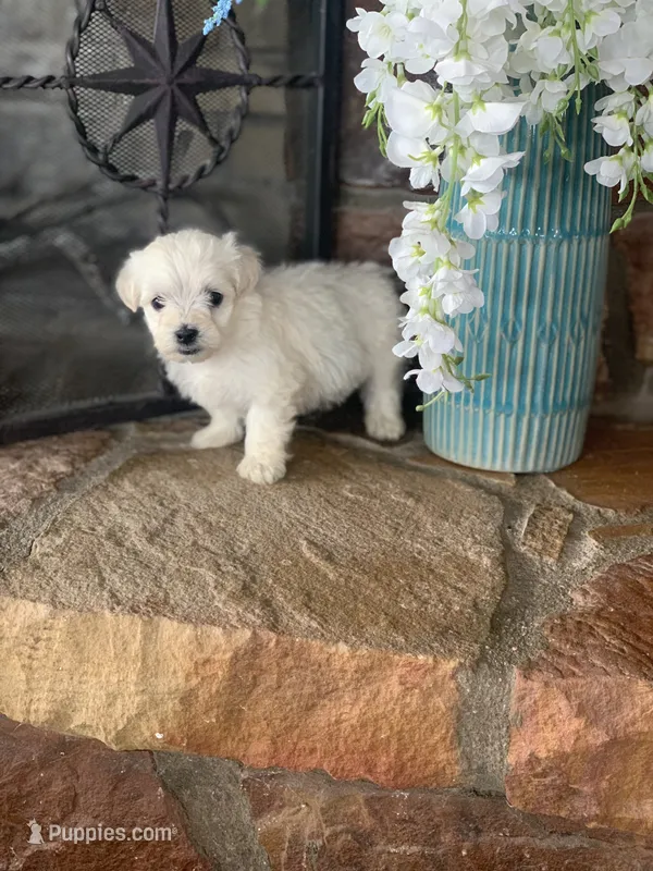 Nugget – Shihpoo puppy for sale in Cisco, TX