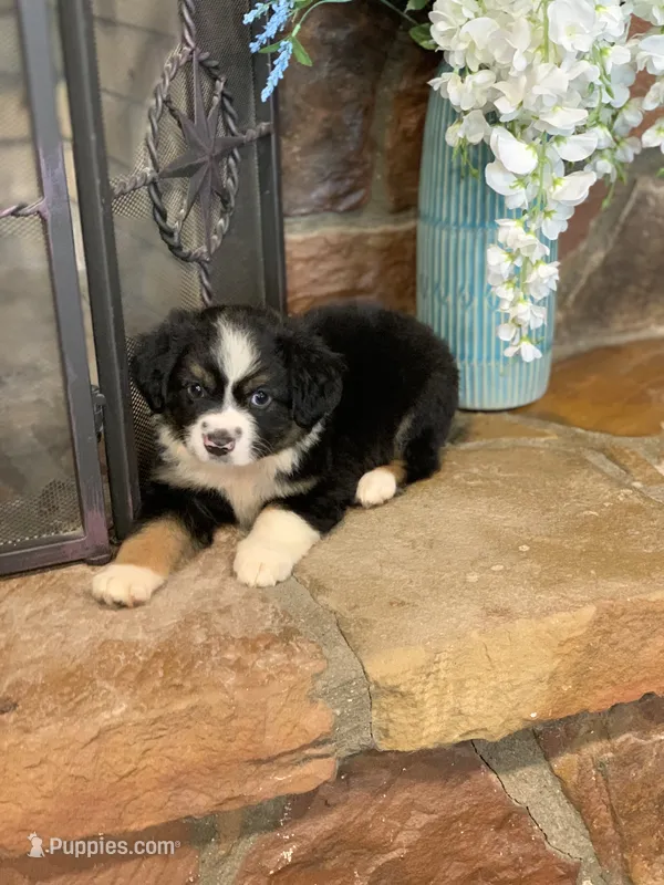 Jersey – Toy Australian Shepherd puppy for sale in Cisco, TX