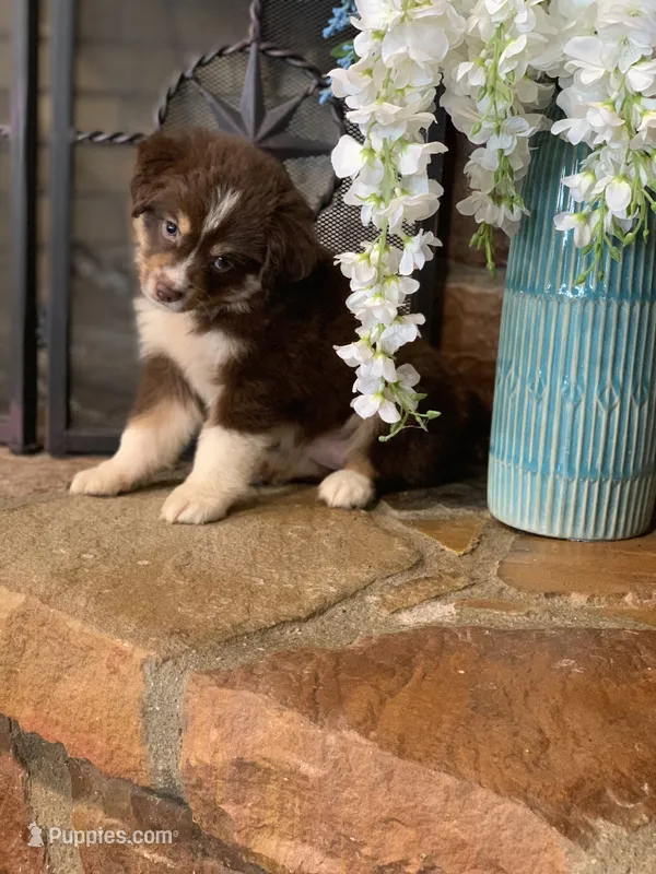 Alabama – Toy Australian Shepherd puppy for sale in Cisco, TX