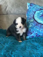 Ivy, a female Toy Australian Shepherd for sale in Cisco, TX – 2 of 3