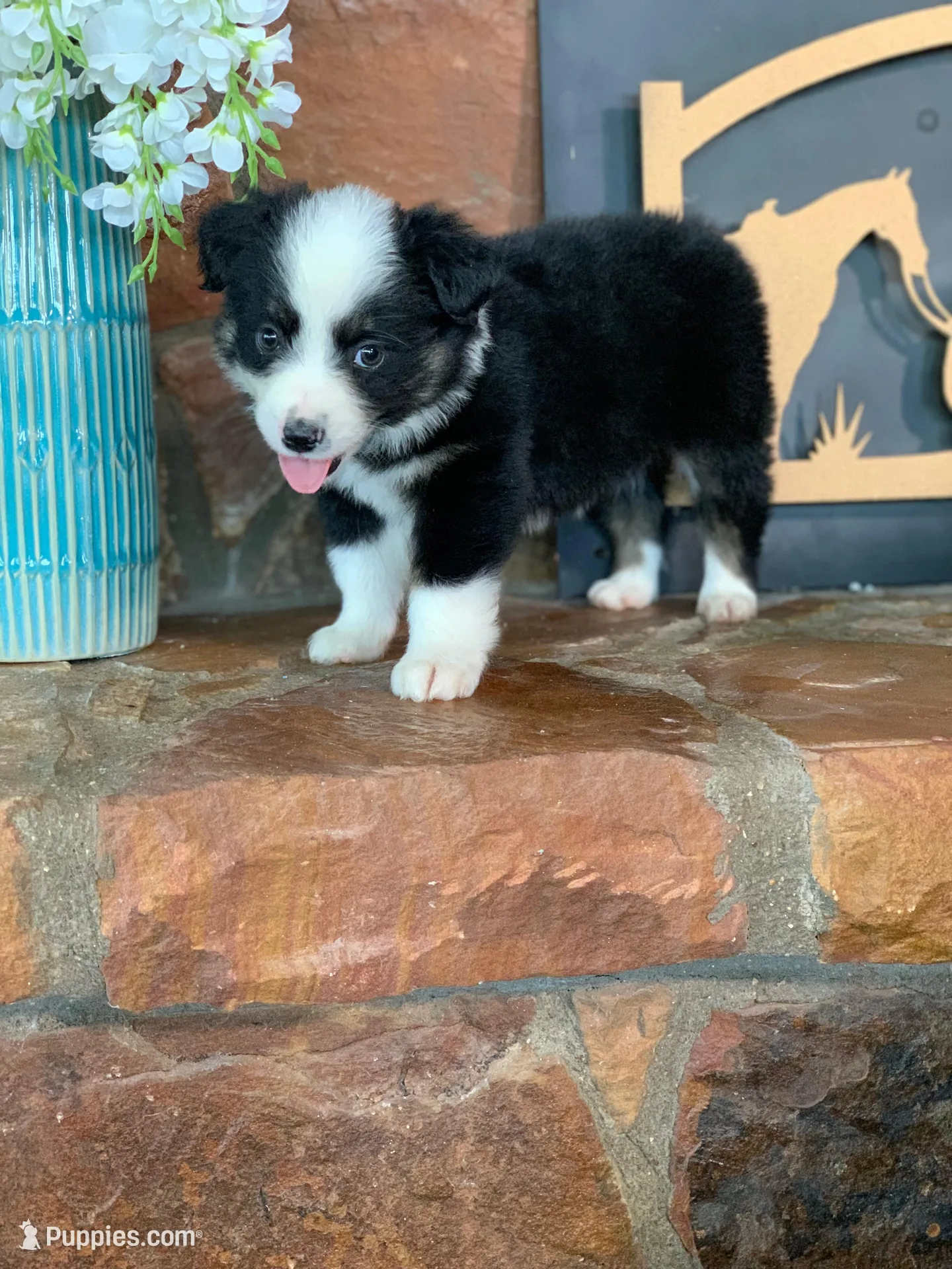 Grace – Toy Australian Shepherd puppy for sale in Cisco, TX