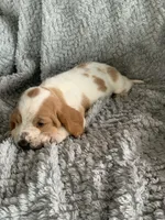 Ethel, a female Basset Hound for sale in Cisco, TX – 2 of 4