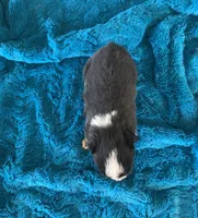 Hudson, a male Toy Australian Shepherd for sale in Cisco, TX – Photo 2 of 6