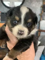 Hudson, a male Toy Australian Shepherd for sale in Cisco, TX – Photo 5 of 6