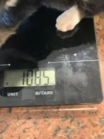 Hudson, a male Toy Australian Shepherd for sale in Cisco, TX – Photo 6 of 6