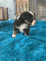 Hudson, a male Toy Australian Shepherd for sale in Cisco, TX – Photo 4 of 6