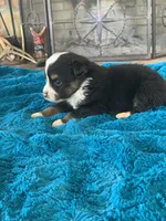 Hudson, a male Toy Australian Shepherd for sale in Cisco, TX – Photo 3 of 6