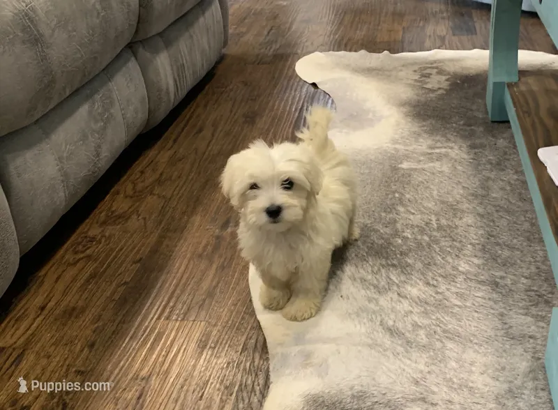 Nugget – Shihpoo puppy for sale in Cisco, TX