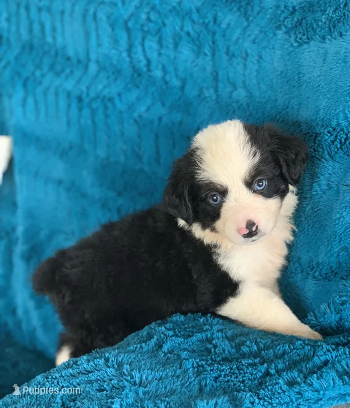 Georgia – Toy Australian Shepherd puppy for sale in Cisco, TX
