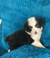 Georgia, a female Toy Australian Shepherd for sale in Cisco, TX – 1 of 4