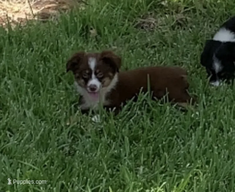 Texas – Toy Australian Shepherd puppy for sale in Cisco, TX