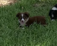 Texas, a male Toy Australian Shepherd for sale in Cisco, TX – 1 of 10